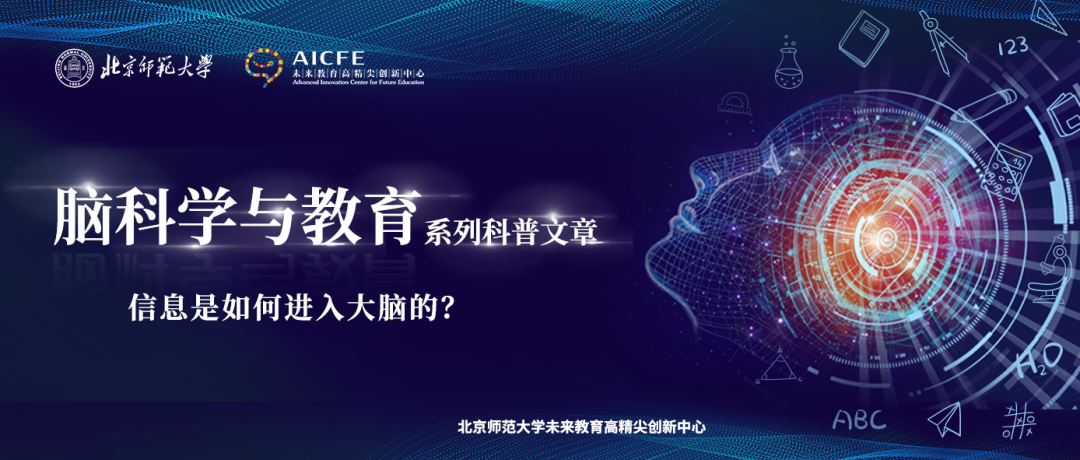 脑科学与教育：信息是如何进入大脑的？