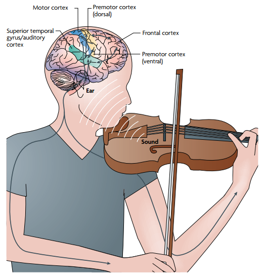 连载32 | 脑科学与教育：音乐训练促进语言和数学学习？
